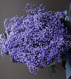 Букет из 15 синих гипсофил