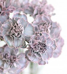 Гвоздика эксклюзивная - соберите букет