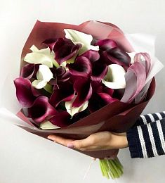 Букет из 29 белых и бордовых калл