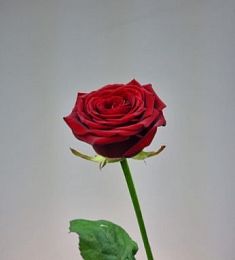 Роза (местная) - соберите букет