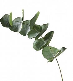 Эвкалипт - соберите букет