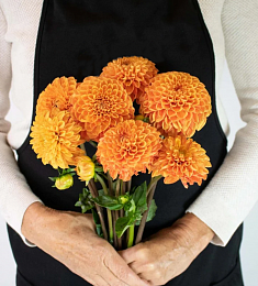 Букет из 7 желтооранжевых георгинов