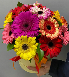 21 гербера в коробке