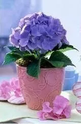 Стабилизированная композиция "Свежесть росы"